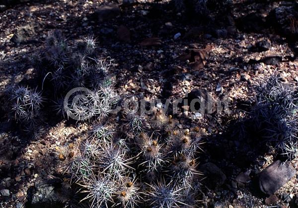 Yellow blooms; Deciduous; North American Native