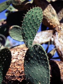 Yellow blooms; Deciduous; North American Native