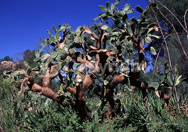 Yellow blooms; Deciduous; North American Native
