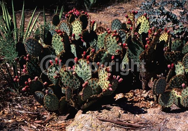 Red blooms; Orange blooms; Yellow blooms; Deciduous; North American Native