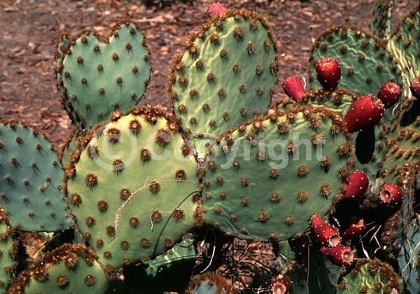 Red blooms; Orange blooms; Yellow blooms; Deciduous; North American Native