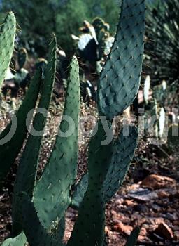 Red blooms; Yellow blooms; Deciduous; North American Native