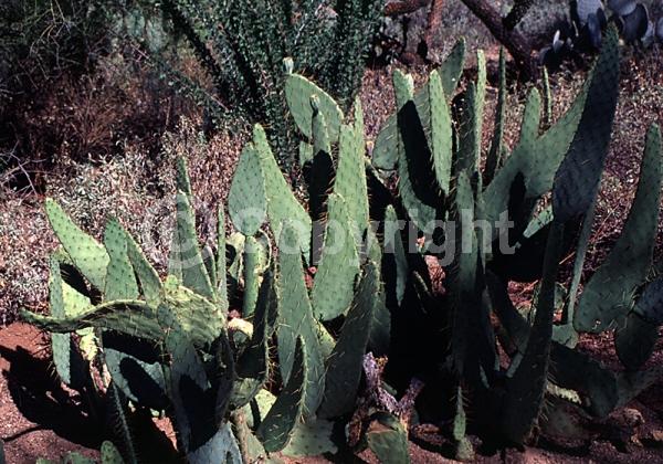 Red blooms; Yellow blooms; Deciduous; North American Native