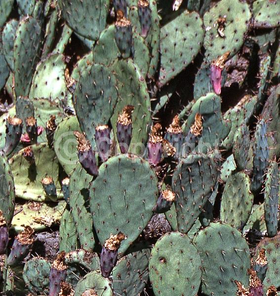 Yellow blooms; North American Native