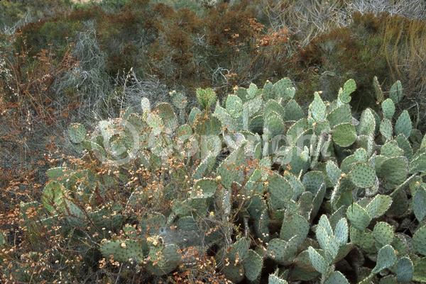 Red blooms; Yellow blooms; Deciduous; North American Native