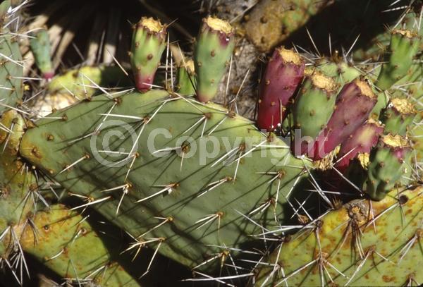 Red blooms; Yellow blooms; Deciduous; North American Native