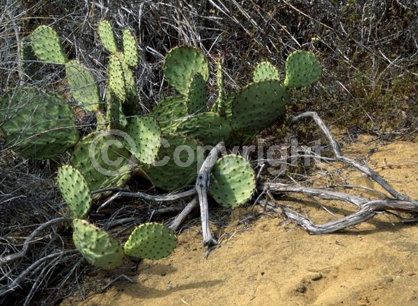 Red blooms; Yellow blooms; Deciduous; North American Native