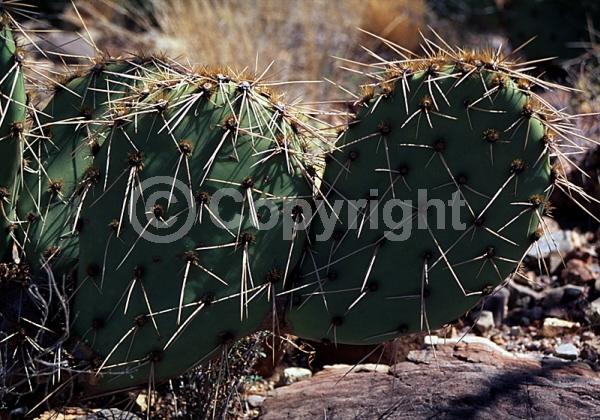 Red blooms; Yellow blooms; Deciduous; North American Native