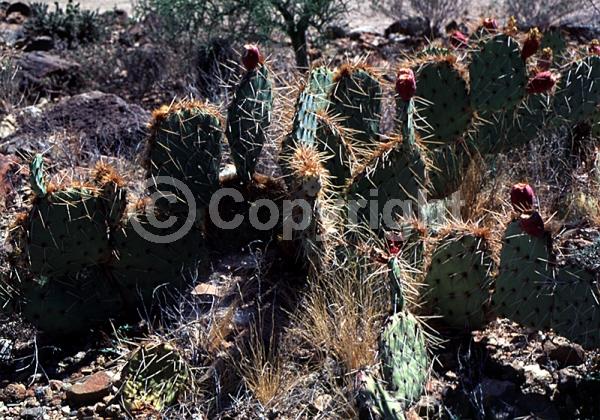 Red blooms; Yellow blooms; Deciduous; North American Native