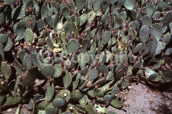 Yellow blooms; North American Native