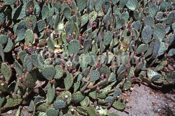 Yellow blooms; North American Native