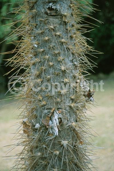 Yellow blooms; Green blooms; Deciduous; North American Native