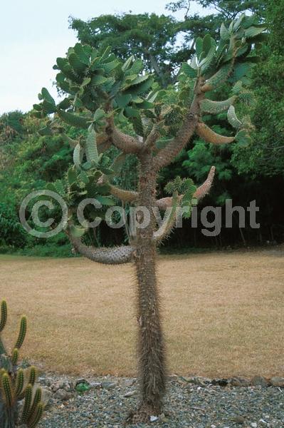 Yellow blooms; Green blooms; Deciduous; North American Native