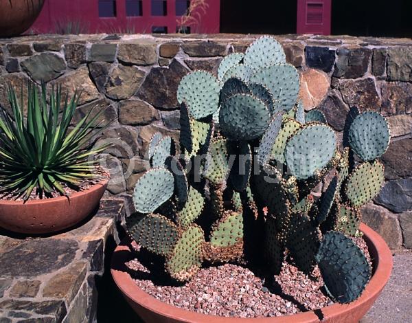 Yellow blooms; Deciduous; North American Native