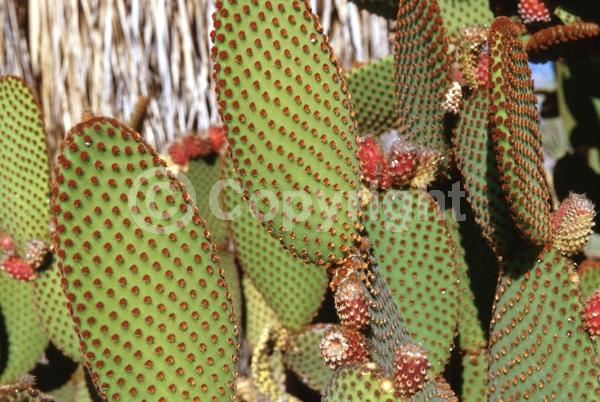 Red blooms; Yellow blooms; Deciduous; North American Native