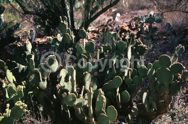 Red blooms; Yellow blooms; Deciduous; North American Native