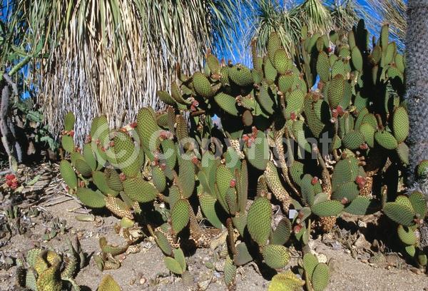 Red blooms; Yellow blooms; Deciduous; North American Native