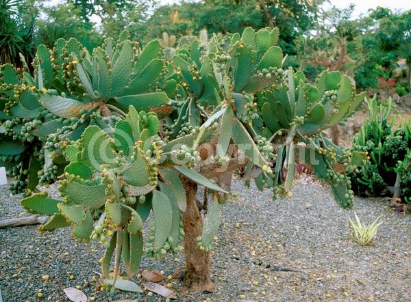 Orange blooms; Yellow blooms; Deciduous; North American Native