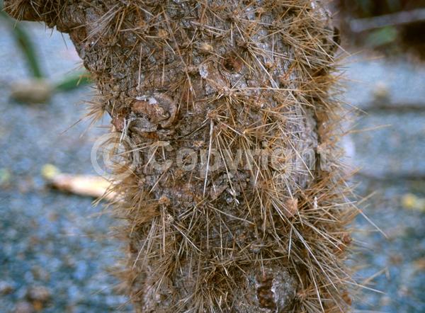 Orange blooms; Yellow blooms; Deciduous; North American Native