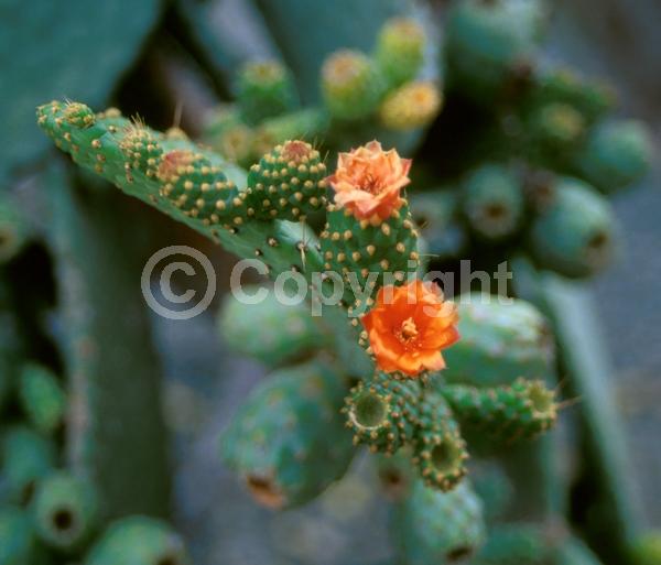 Orange blooms; Yellow blooms; Deciduous; North American Native