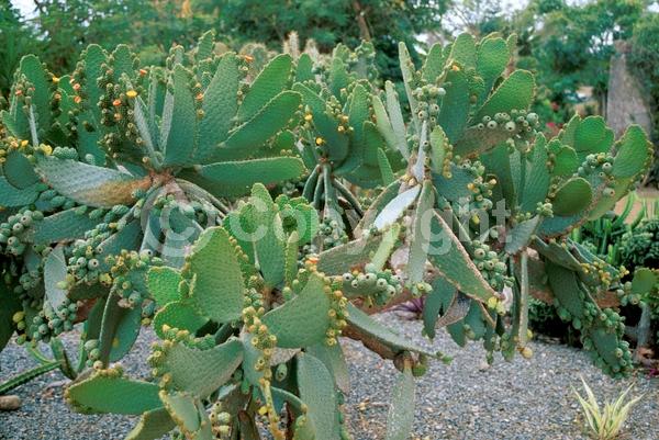 Orange blooms; Yellow blooms; Deciduous; North American Native