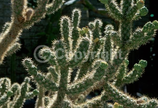 Yellow blooms; Green blooms; Deciduous; North American Native