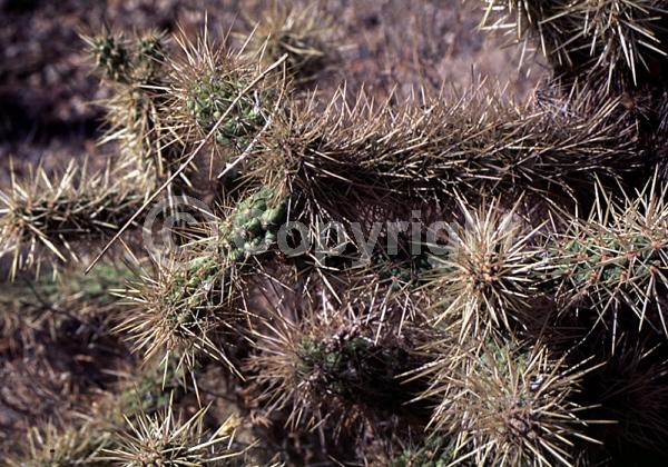 Yellow blooms; Green blooms; Deciduous; North American Native