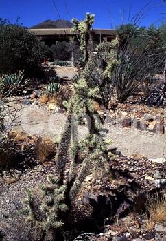 Yellow blooms; Green blooms; Deciduous; North American Native