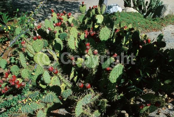 Yellow blooms; Green blooms; Deciduous; North American Native