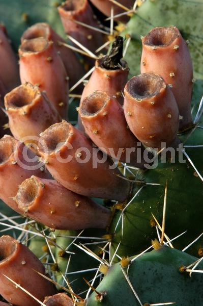 Yellow blooms; North American Native