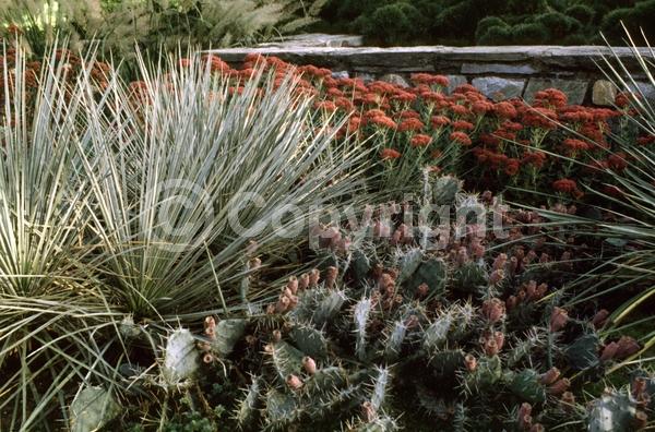 Yellow blooms; North American Native