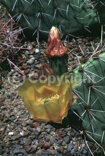 Yellow blooms; North American Native