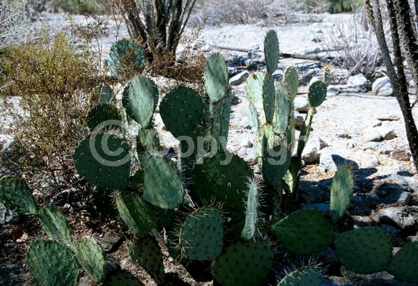Yellow blooms; North American Native