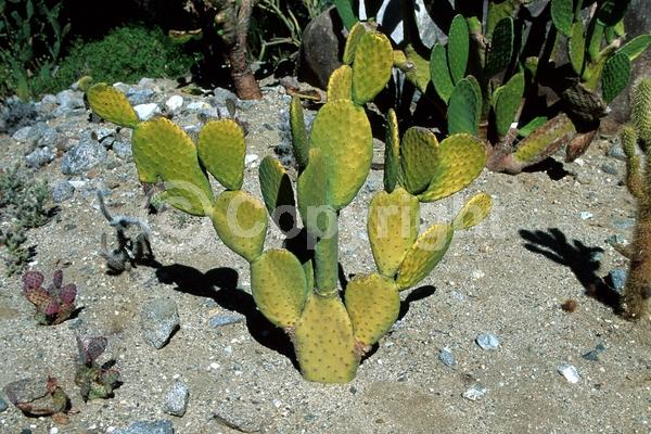 Yellow blooms; Deciduous; North American Native