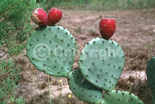 Yellow blooms; Deciduous; North American Native