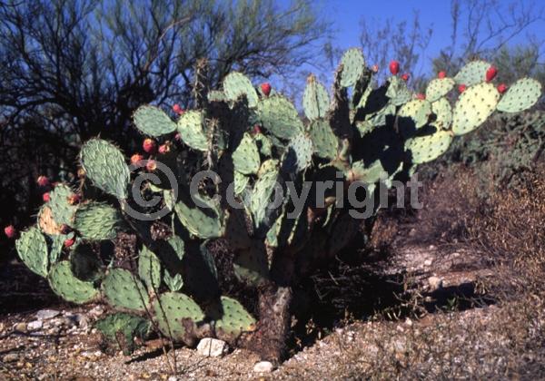 Yellow blooms; North American Native