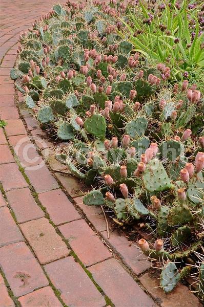 Yellow blooms; North American Native