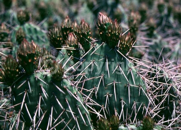 Yellow blooms; Deciduous; North American Native