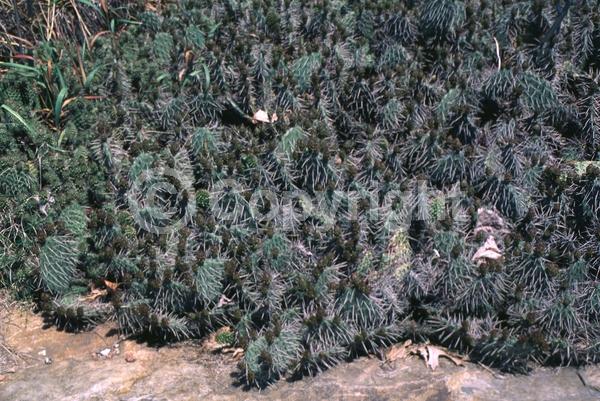 Yellow blooms; Deciduous; North American Native