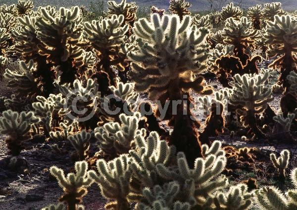 Red blooms; Deciduous; North American Native