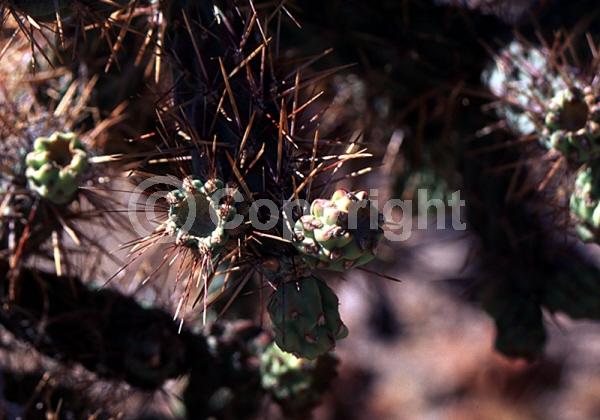 Red blooms; Deciduous; North American Native