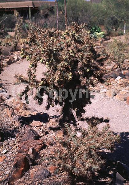 Red blooms; Deciduous; North American Native