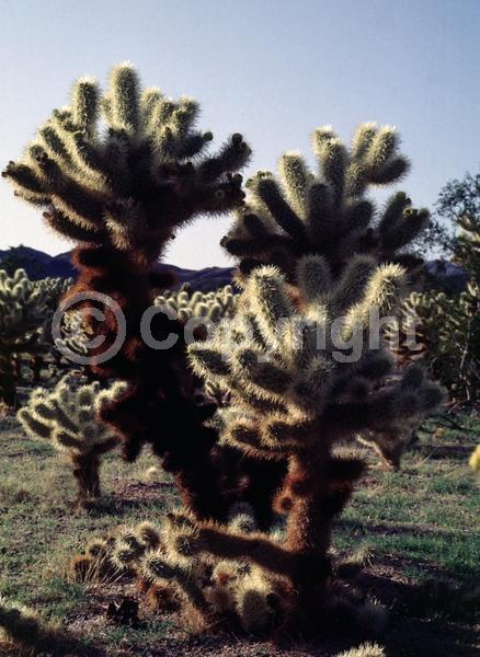Red blooms; Deciduous; North American Native