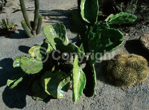 Yellow blooms; Green blooms; Deciduous; North American Native