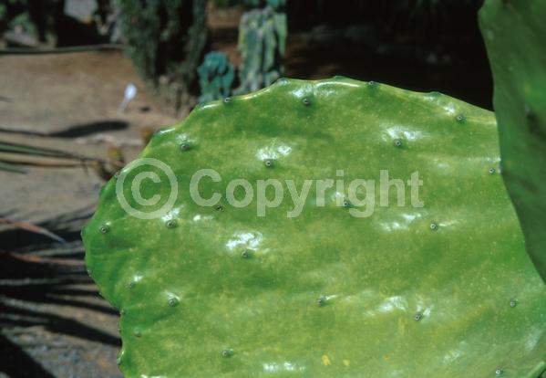Yellow blooms; Green blooms; Deciduous; North American Native