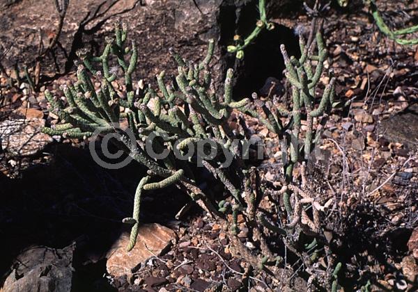 Red blooms; Yellow blooms; Brown blooms; Deciduous; North American Native