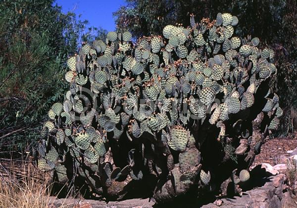 Red blooms; Yellow blooms; Deciduous; North American Native