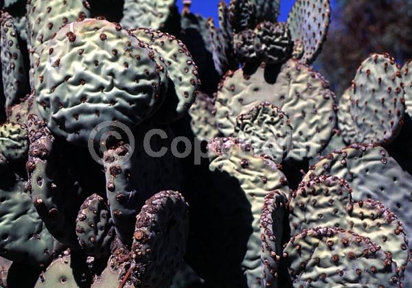 Red blooms; Yellow blooms; Deciduous; North American Native