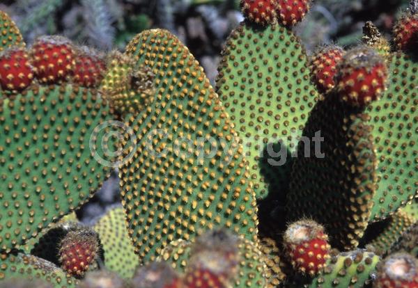 Red blooms; Yellow blooms; Deciduous; North American Native