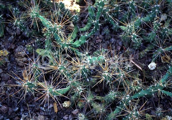Red blooms; Yellow blooms; Deciduous; North American Native